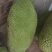 菠萝蜜