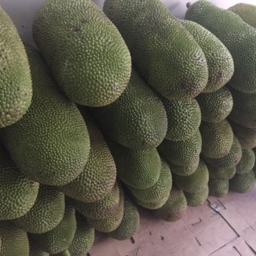 菠萝蜜