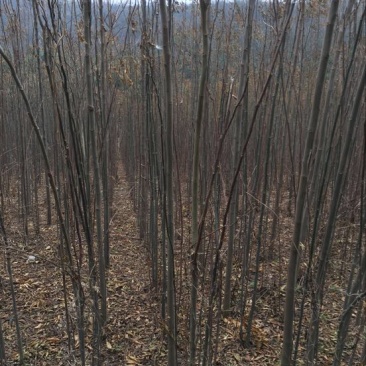 栾树