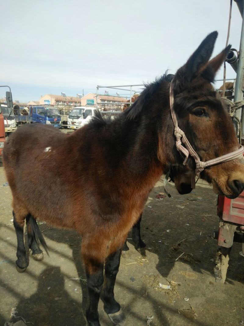 驴骡300~400kg