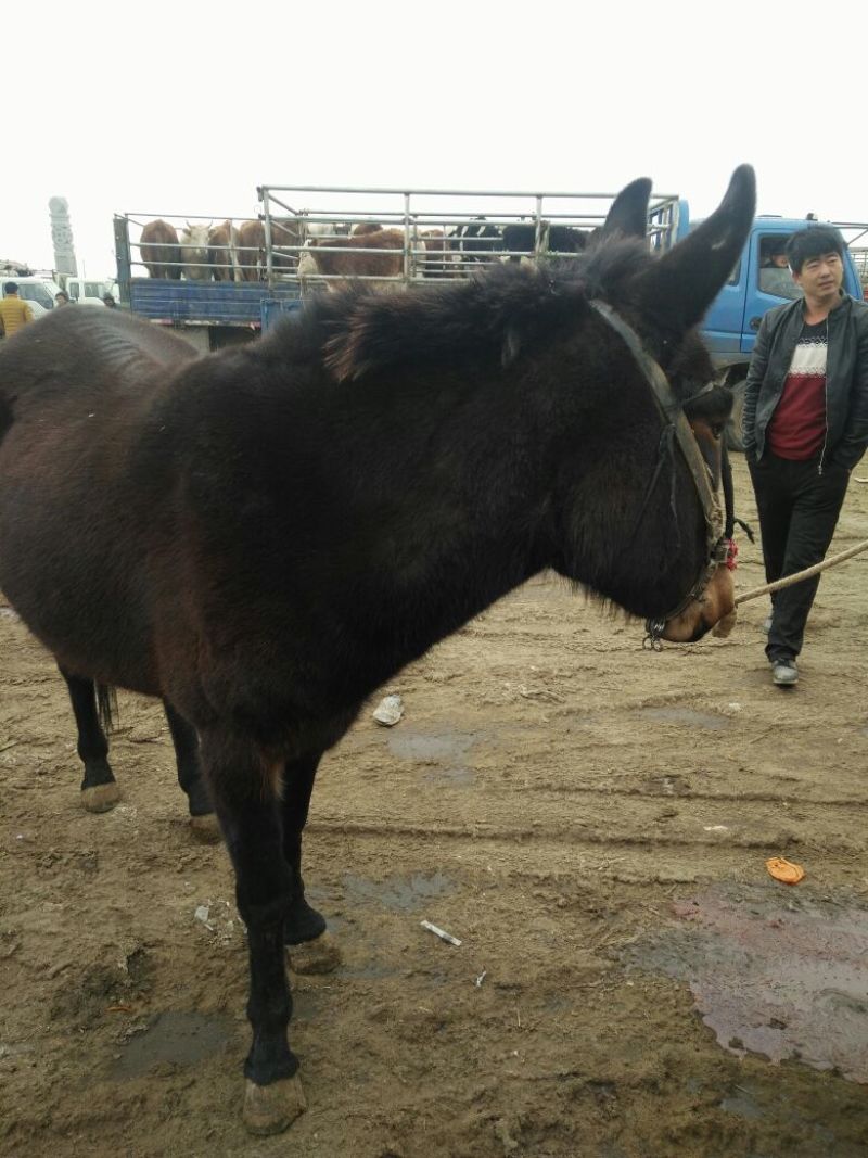 驴骡300~400kg