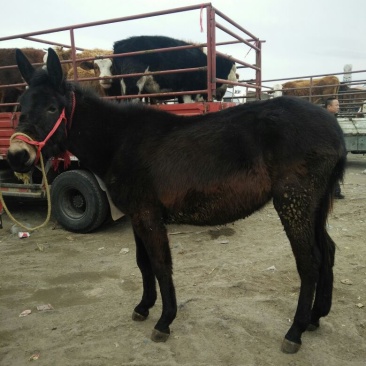 驴骡300~400kg