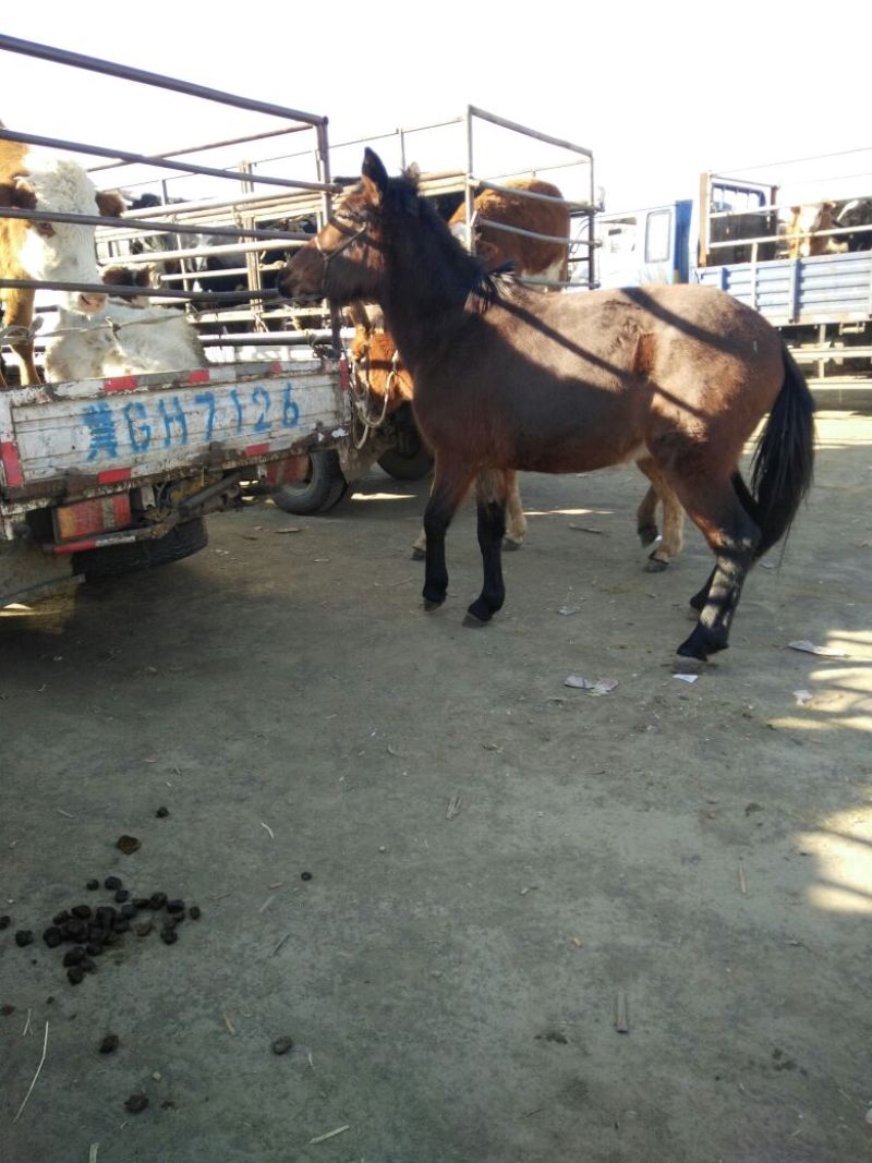 驴骡300~400kg
