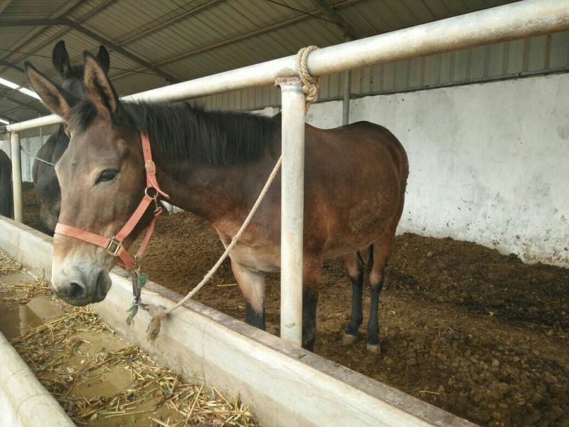 驴骡300~400kg