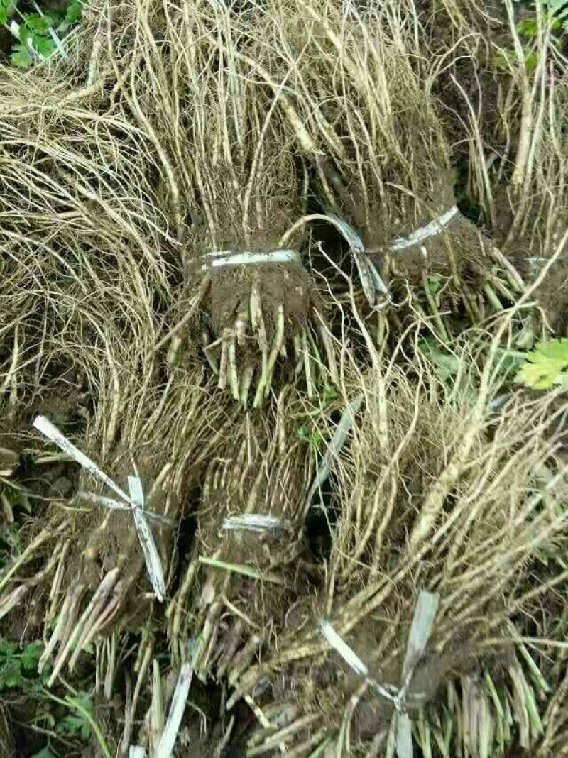 纯生荒地当归苗