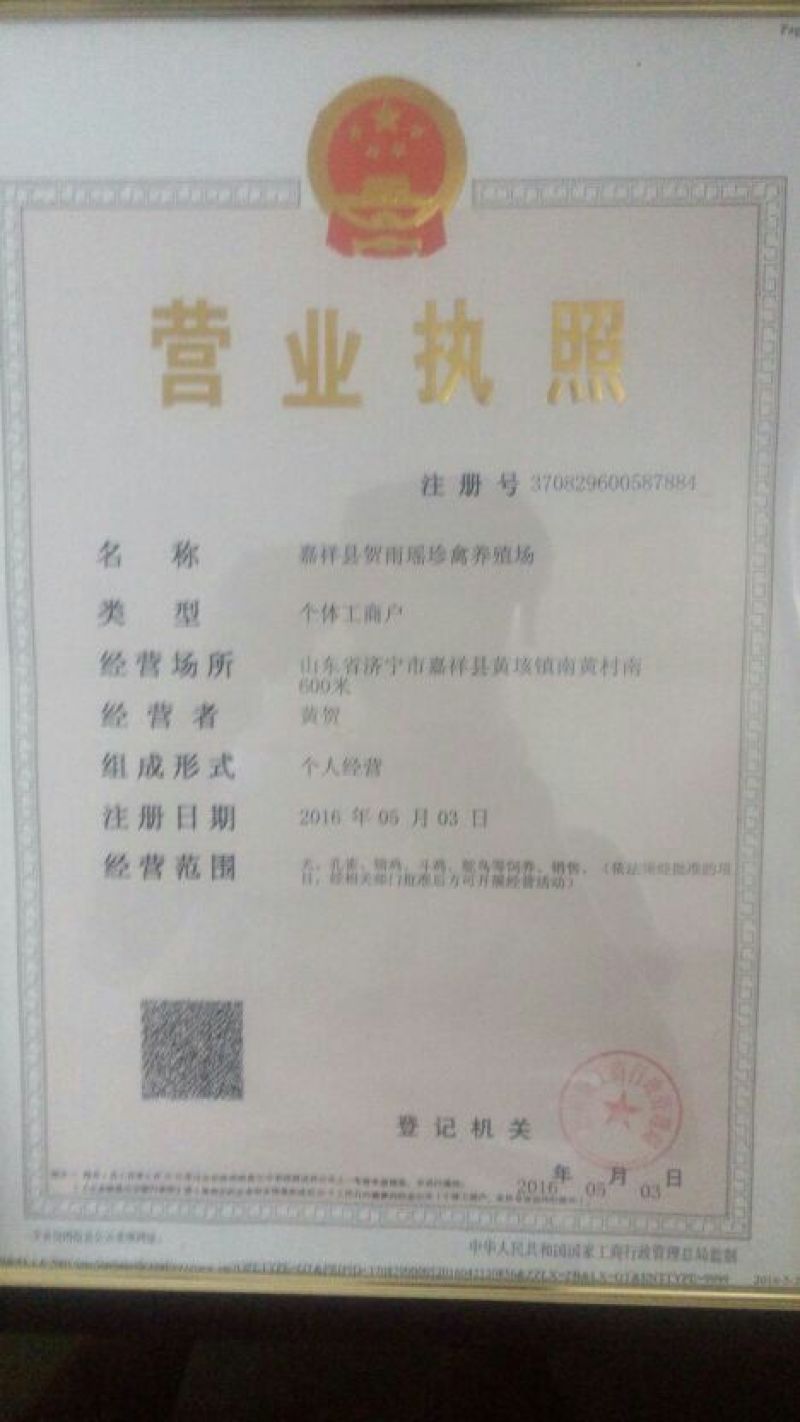 宠物狗公