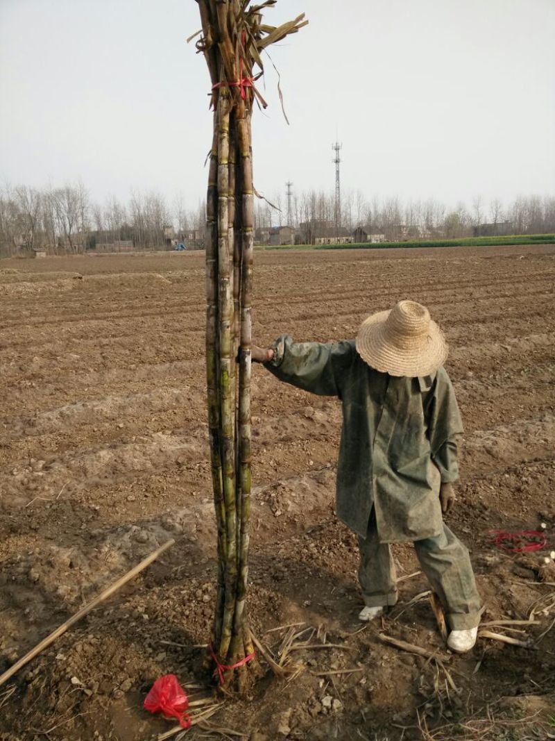 青皮白玉甘蔗2~2.5米4~5cm