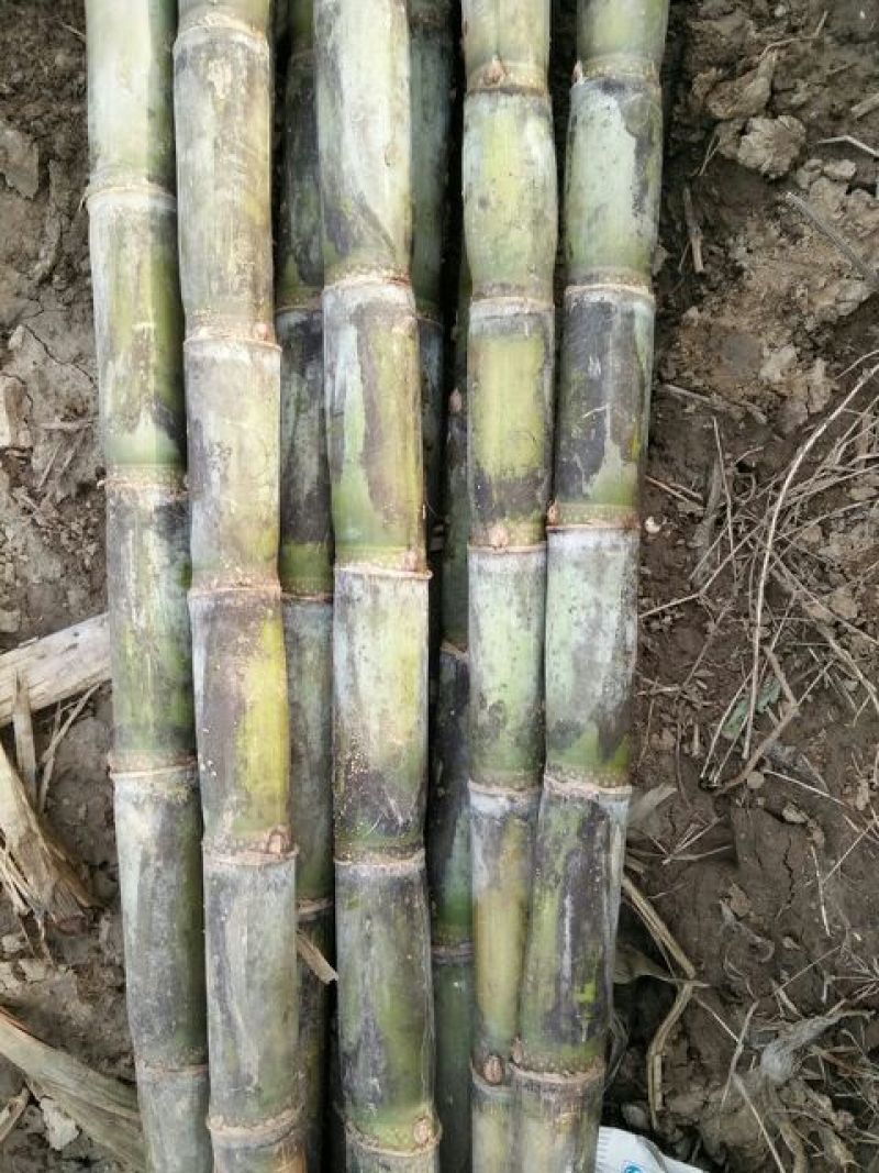 青皮白玉甘蔗1.5~2米3~4cm自家种的青皮甘蔗甜