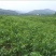 山核桃苗50~100cm一年苗