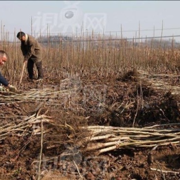 山核桃苗50~100cm一年苗