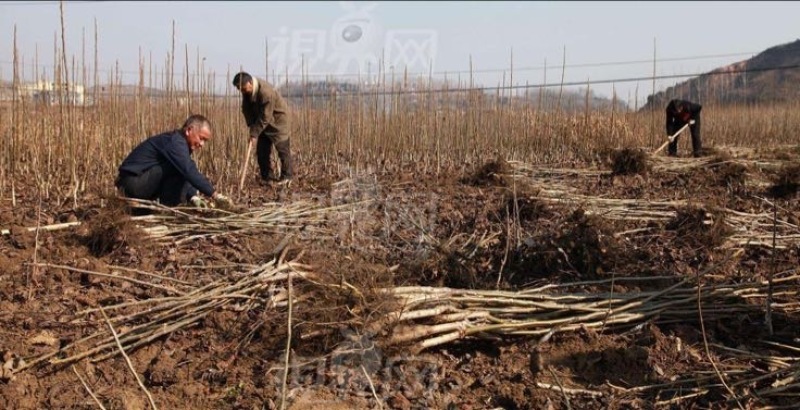 山核桃苗50~100cm一年苗