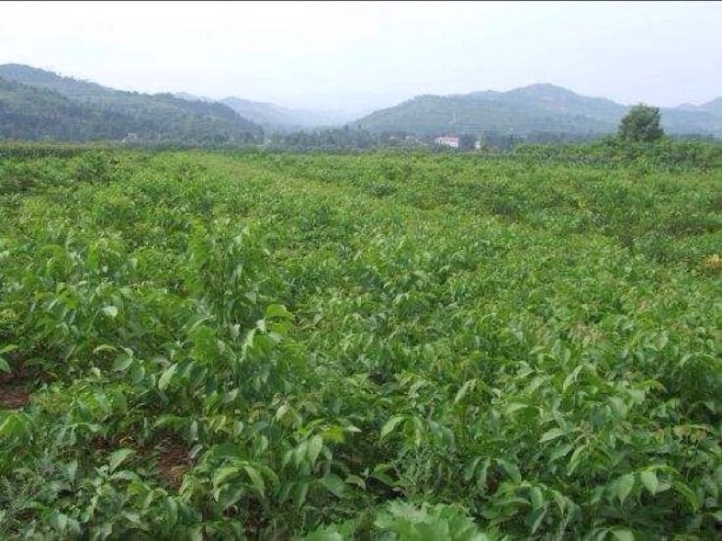 薄壳香核桃苗50~100cm二年苗