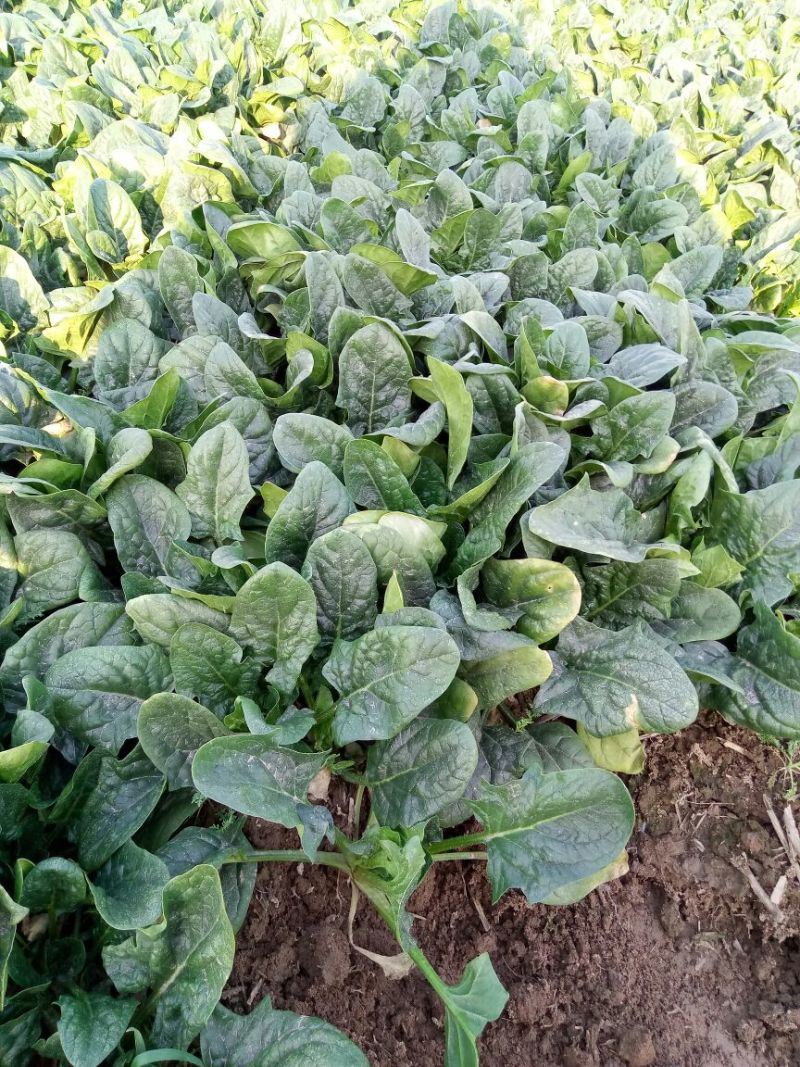 越冬菠菜10~15厘米