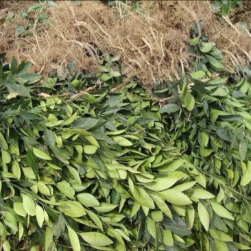 沙糖桔苗30~50cm