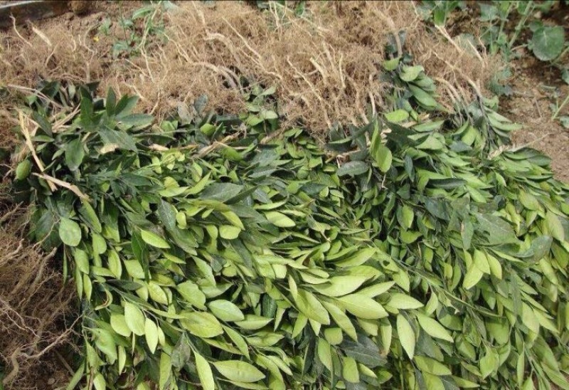 沙糖桔苗30~50cm