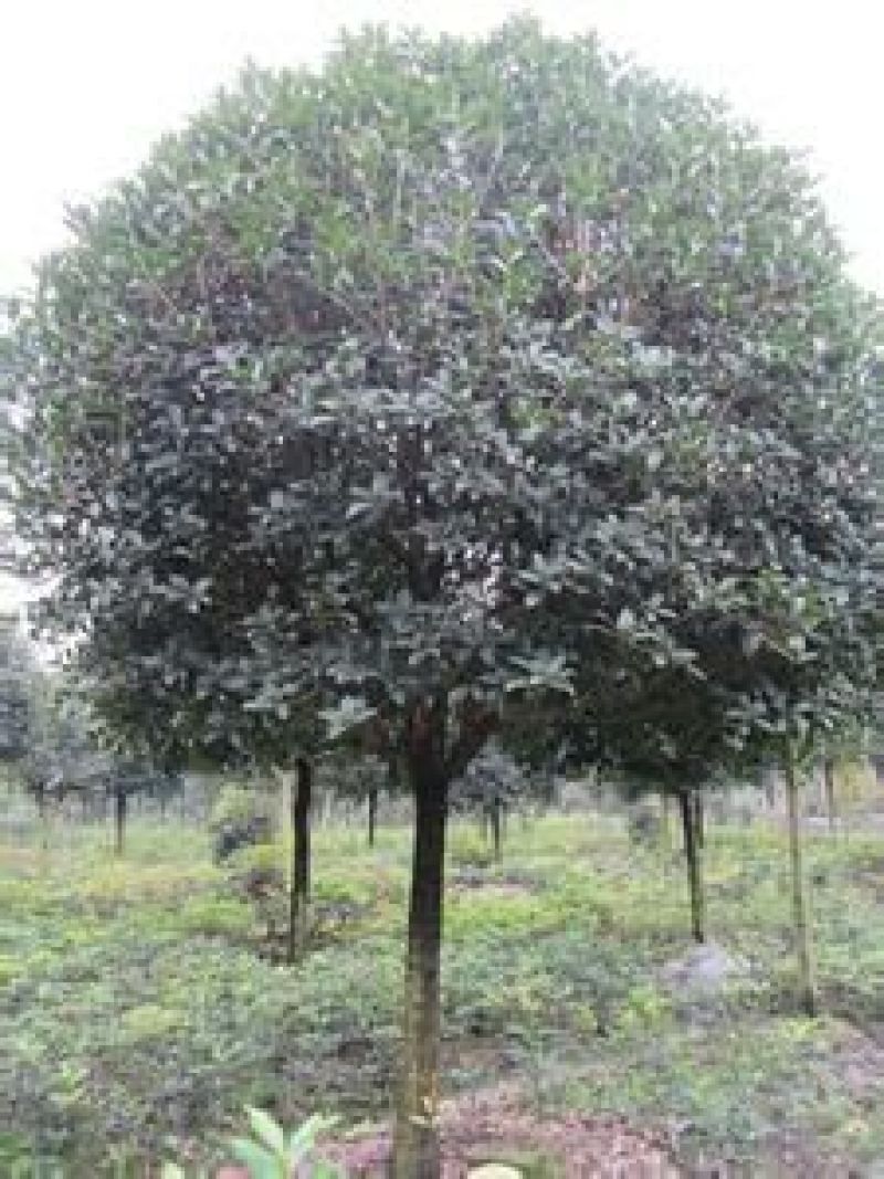 桂花树1~2米7~10cm2.5~3米