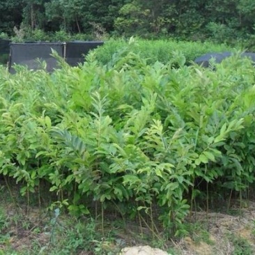 大红袍板栗苗80cm以上