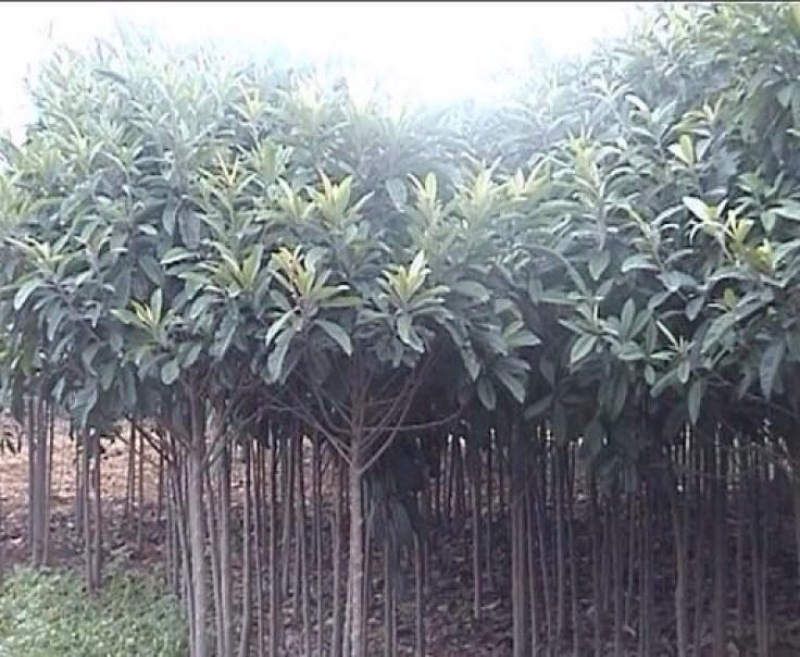 枇杷树苗81~110cm