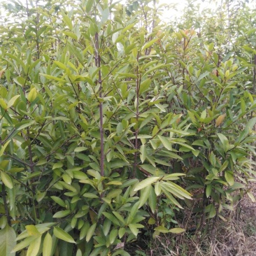 广西山竹岭南山竹子苗