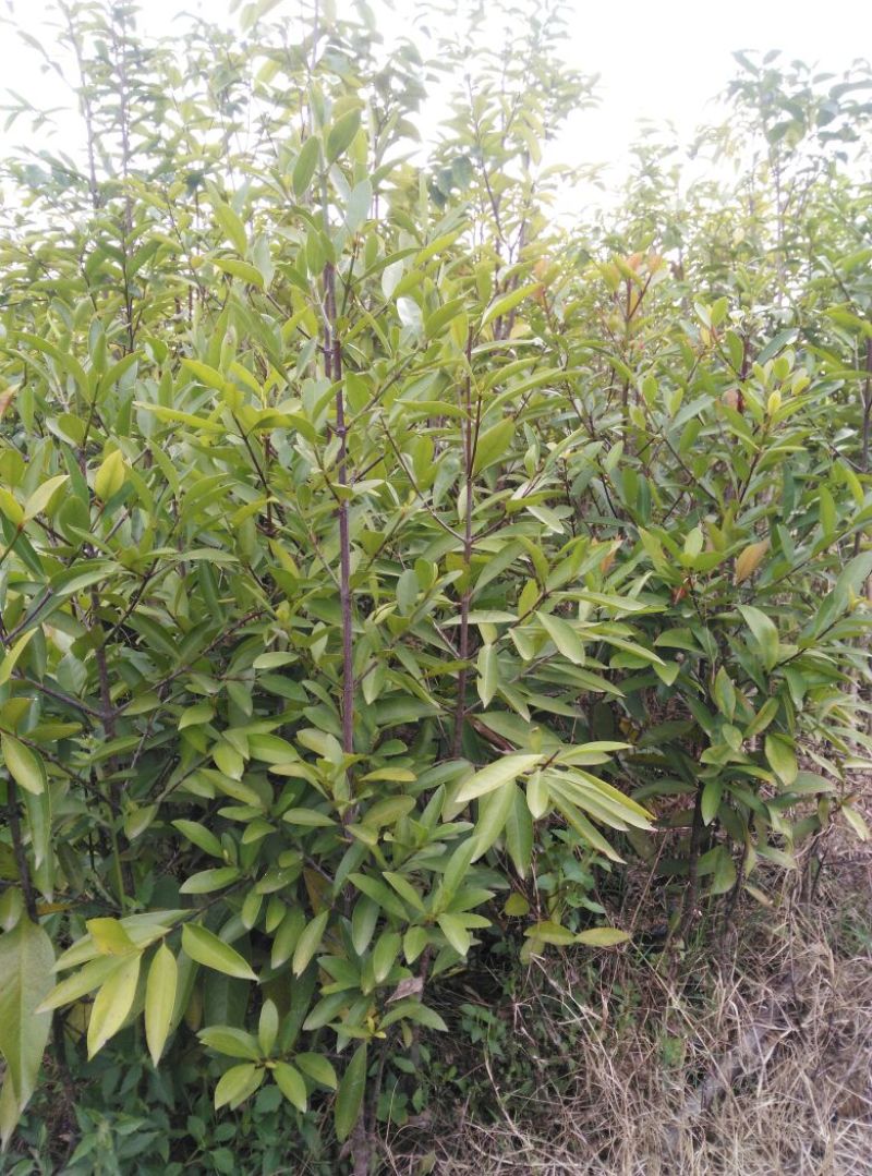 广西山竹岭南山竹子苗