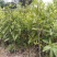 广西山竹岭南山竹子苗