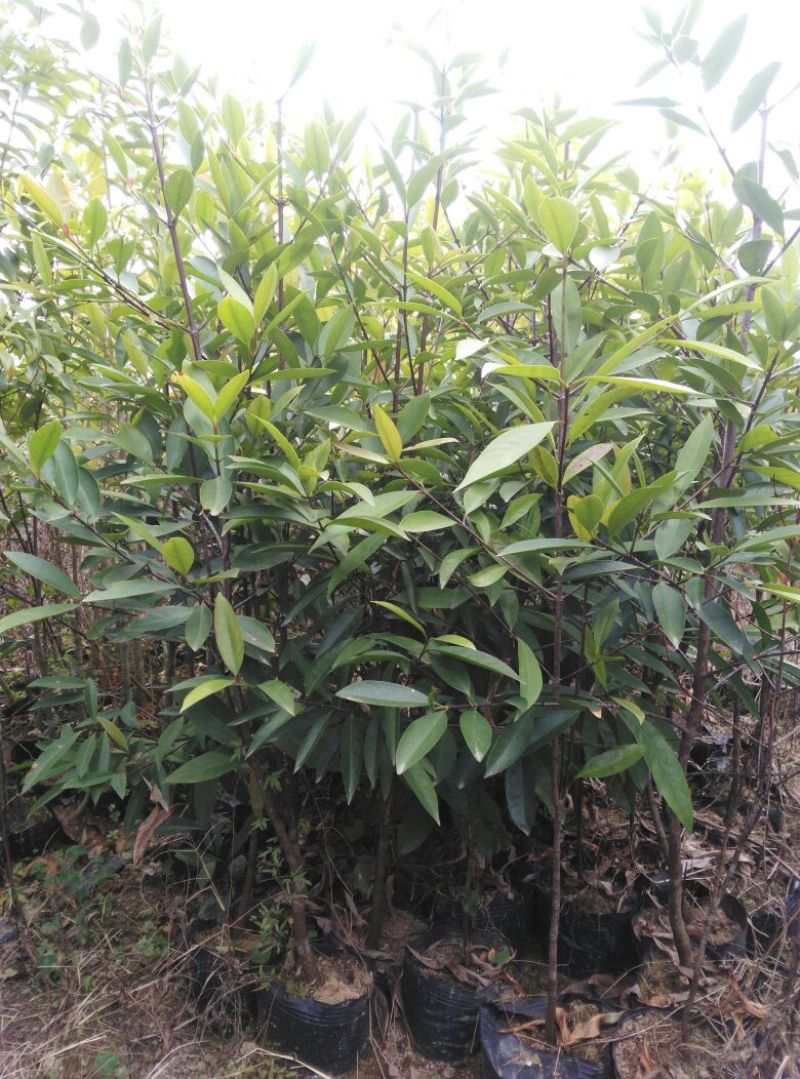 广西山竹岭南山竹子苗
