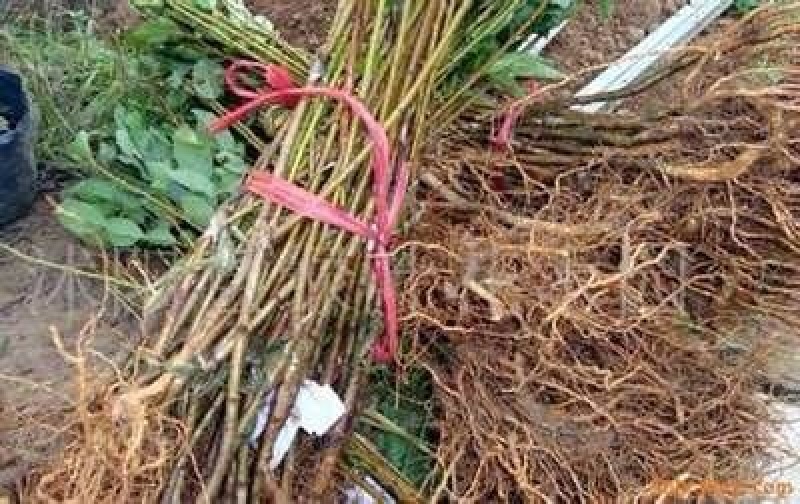 红灯笼樱桃苗2年80cm以上