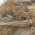 红灯笼樱桃苗2年80cm以上