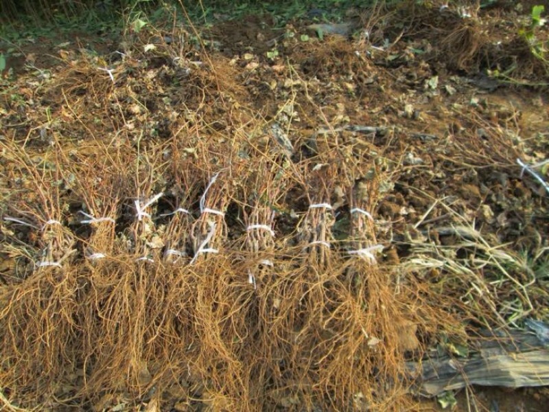 巨峰葡萄苗1年30~50cm
