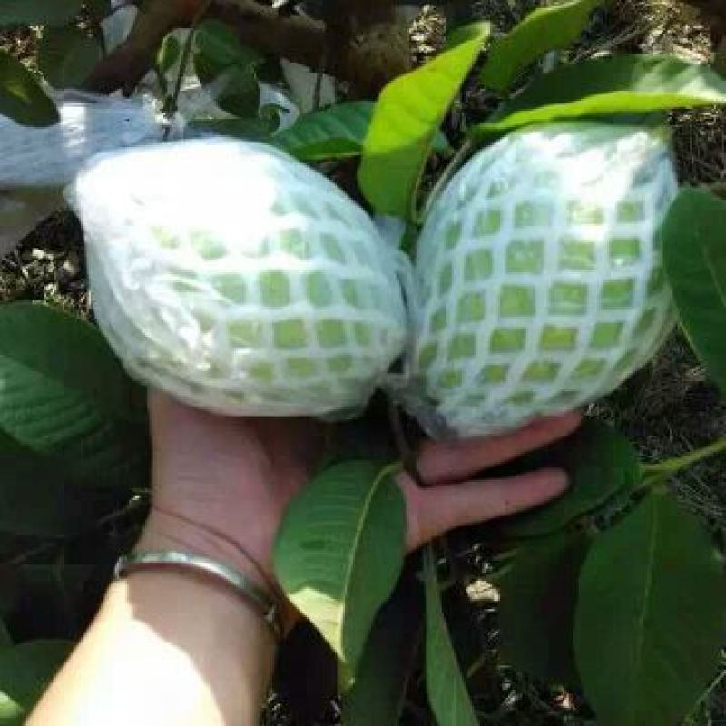 珍珠番石榴70~80mm白心