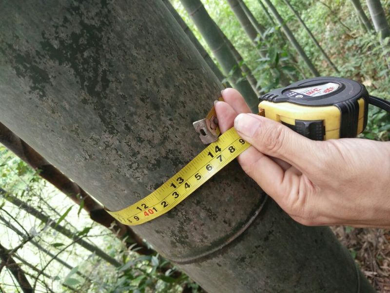 楠竹2~3cm6米以上