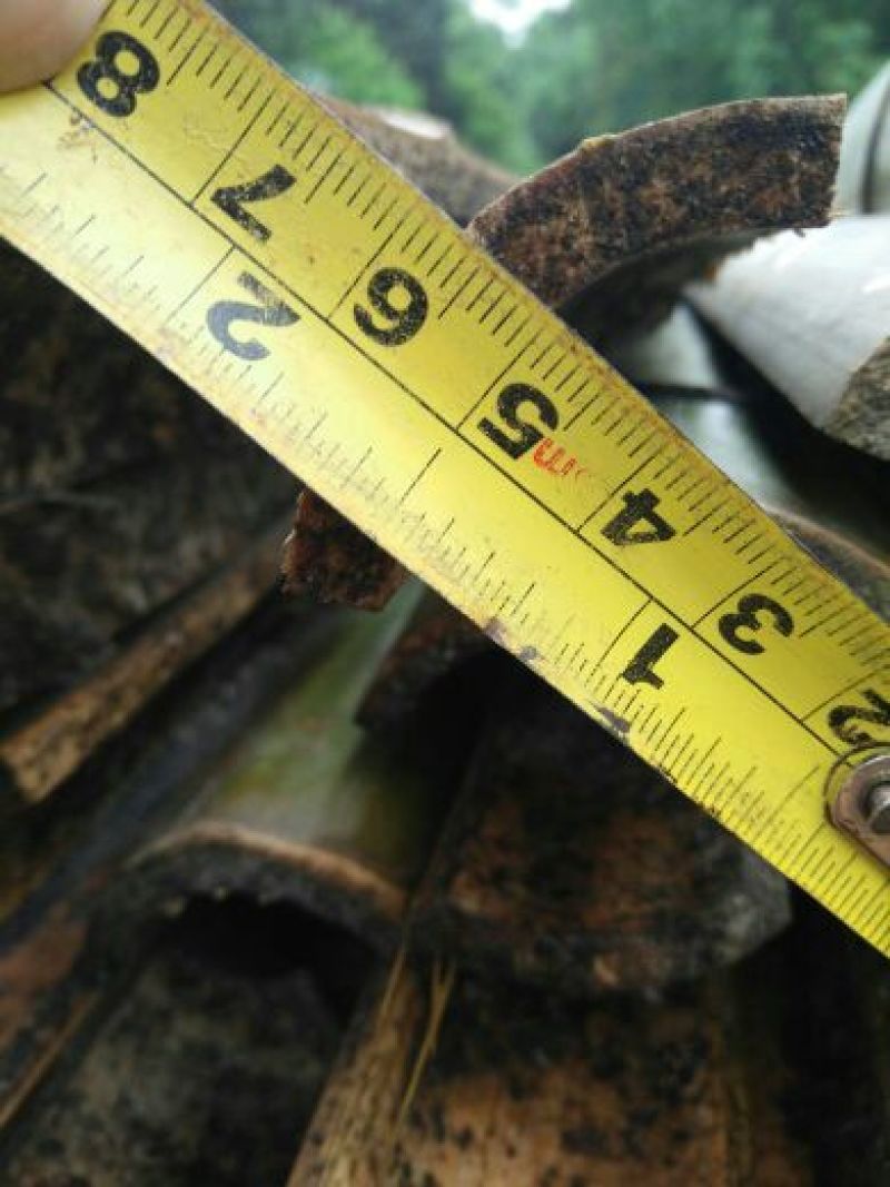 楠竹2~3cm6米以上
