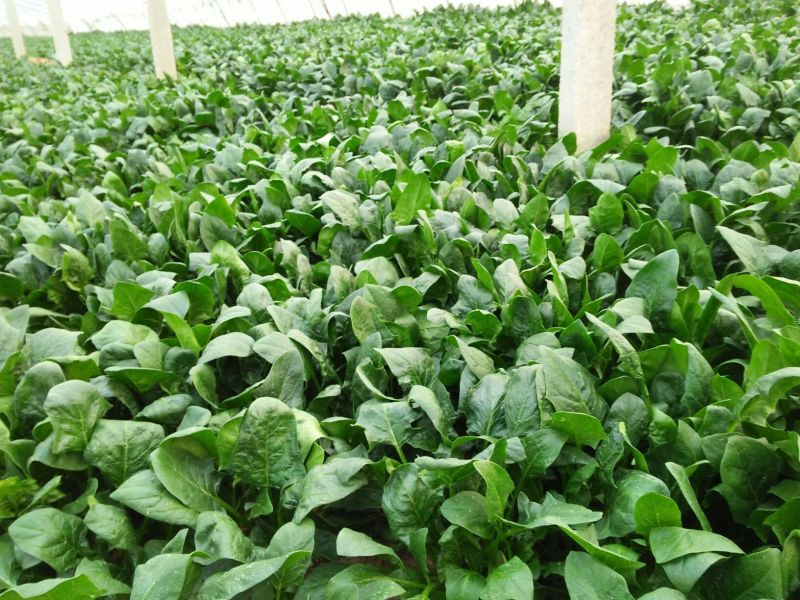 大叶菠菜20~25厘米
