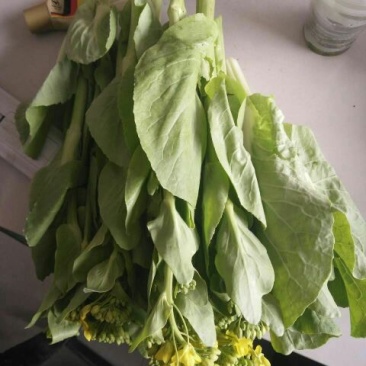 白菜苔10~15厘米