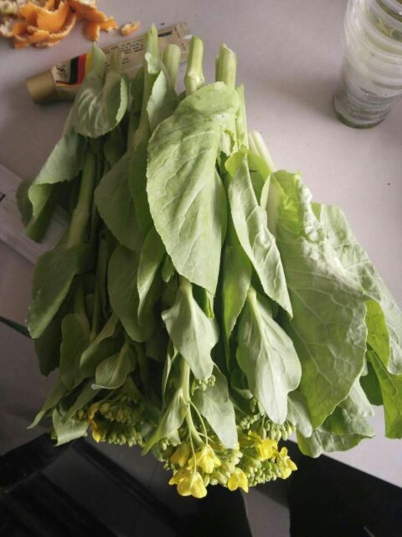 白菜苔10~15厘米