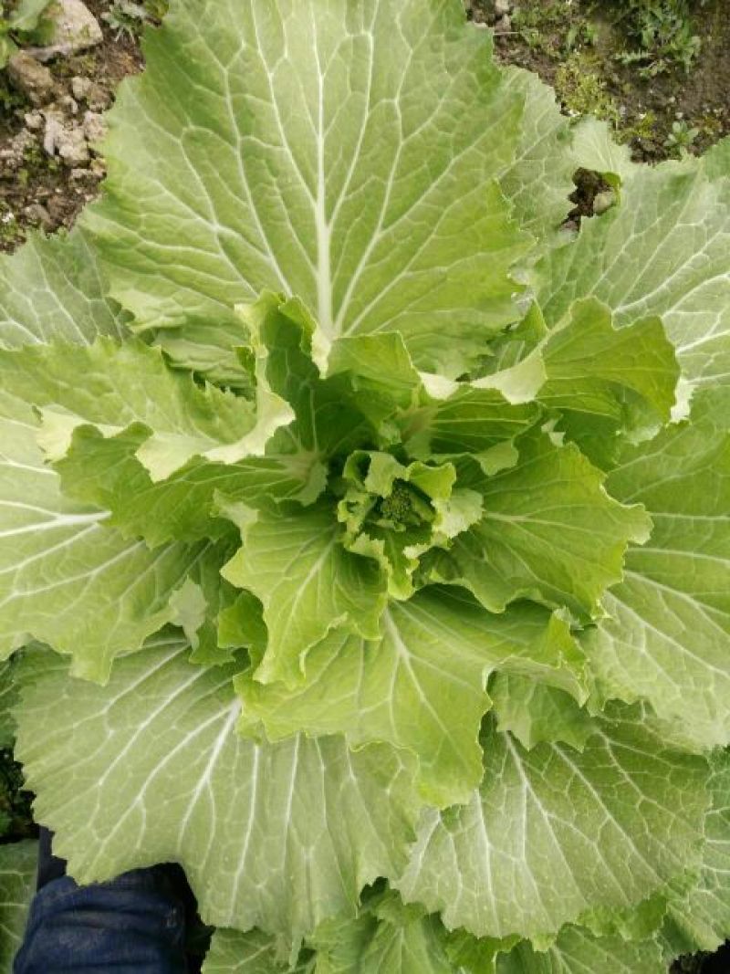 白菜苔10~15厘米