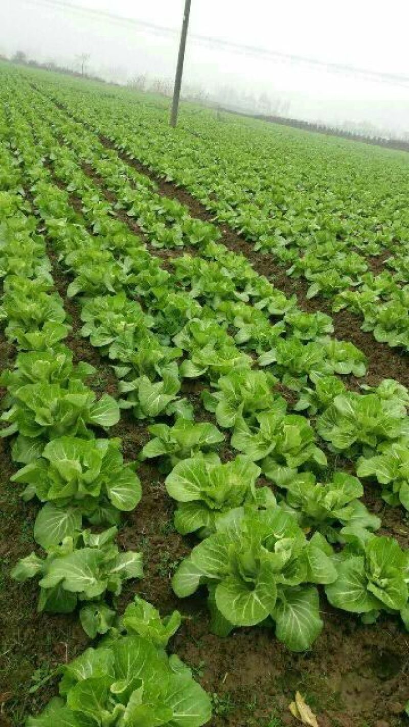 白菜苔10~15厘米
