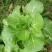 白菜苔10~15厘米
