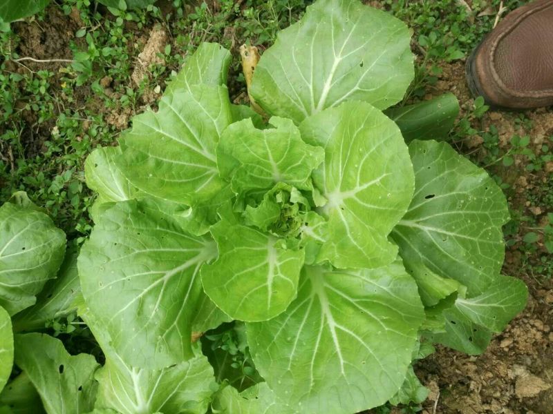 白菜苔10~15厘米