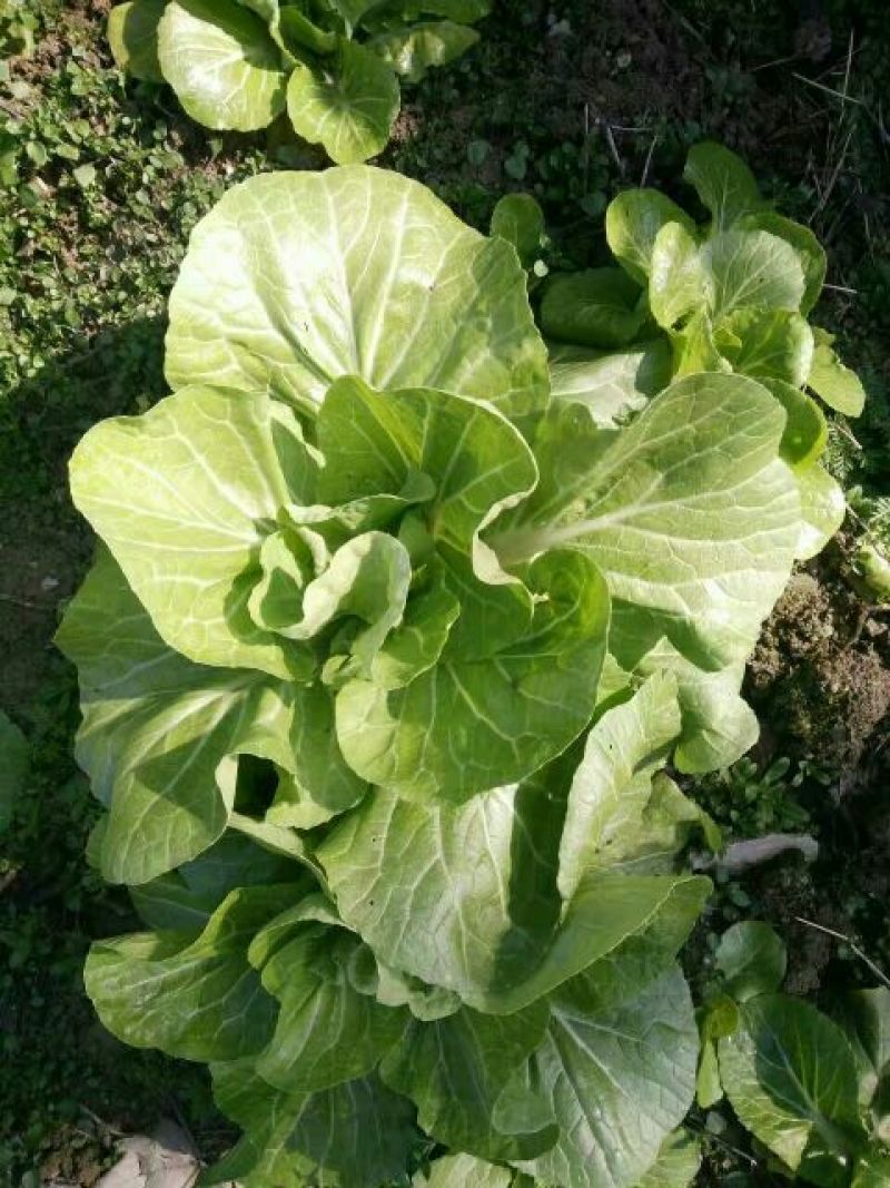 白菜苔10~15厘米