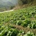 白菜苔10~15厘米