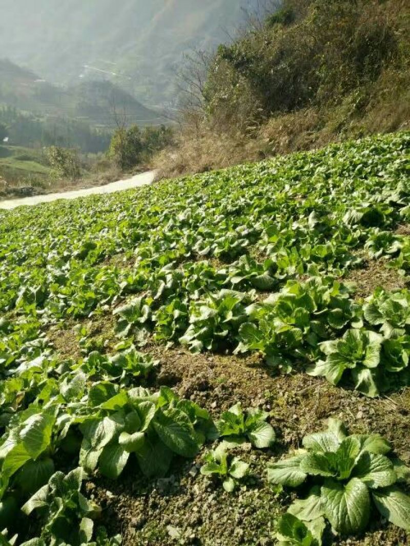 白菜苔10~15厘米