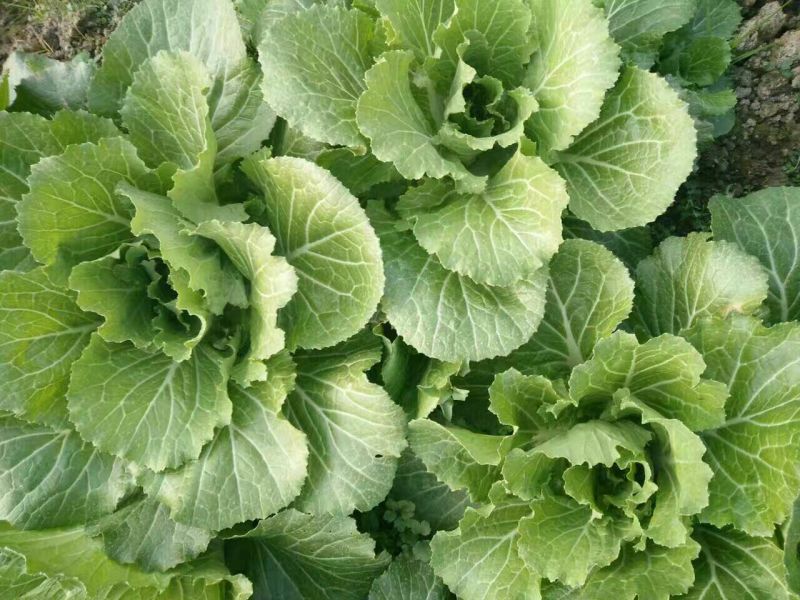 白菜苔10~15厘米