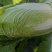 兰陵县黄心白菜无干边，更无烧心，包质量