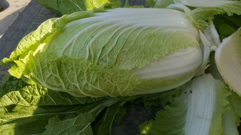兰陵县黄心白菜无干边，更无烧心，包质量