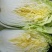 兰陵县黄心白菜无干边，更无烧心，包质量