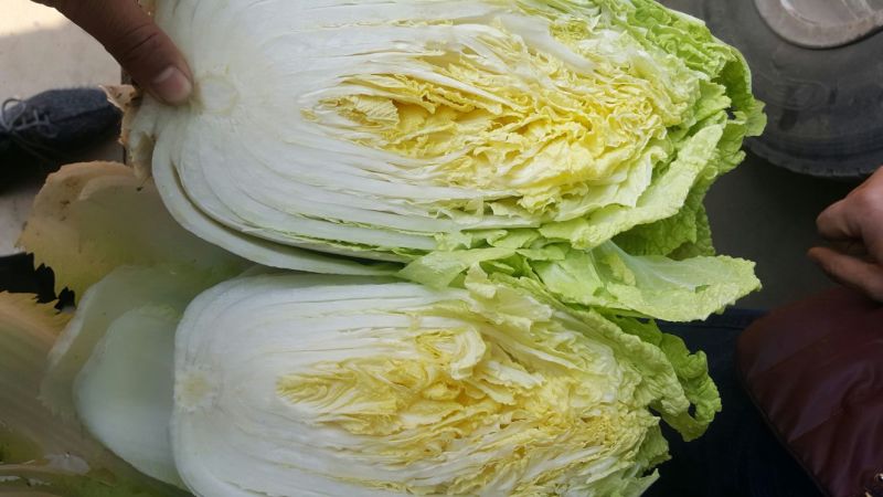 兰陵县黄心白菜无干边，更无烧心，包质量