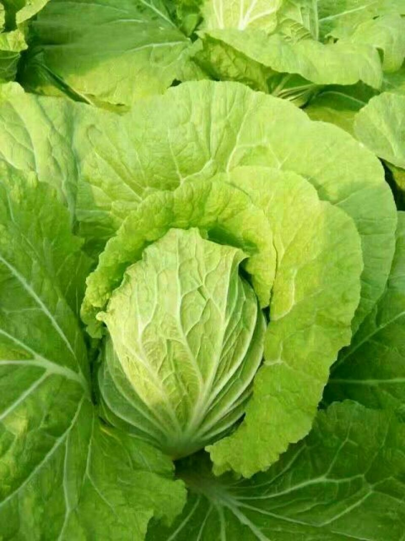 兰陵县黄心白菜无干边，更无烧心，包质量
