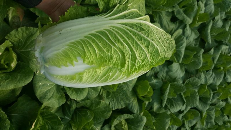 兰陵县黄心白菜无干边，更无烧心，包质量
