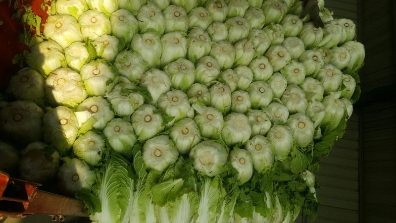 兰陵县黄心白菜无干边，更无烧心，包质量